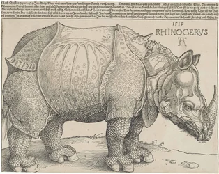 The Rhinoceros